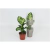 Dieffenbachia Sublime 12Ø 40cm