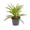 Gardners.cz Peperomia ferreyrae Nevada 6Ø 10cm
