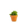Peperomia Happy Bean tanz, průměr 5,5 cm