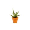 Sansevieria trifasciata Pineapple, průměr 7 cm