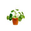 Pilea Mojito, průměr 12 13 cm