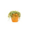 Peperomia Prostrata, průměr 11 cm