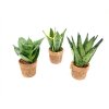 86 2 sansevieria hahnii mix prumer 9 cm