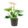 86083 anthurium andraeanum joli bush pink prumer 13 cm hydroponie