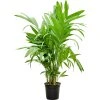 86323 areca triandra prumer 27 cm