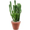 86347 euphorbia triangularis prumer 24 cm