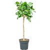 86353 ficus benghalensis audrey prumer 30 cm