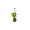 9104 2 kokedama syngonium pixie s nevyrabet pouzit produkt m