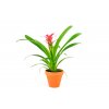 Gardners.cz Guzmania