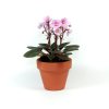 Gardners.cz Saintpaulia, průměr 7 cm2