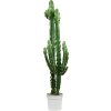 87248 euphorbia erytrea prumer 27 cm