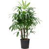 87293 rhapis excelsa prumer 32 cm