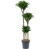 87296 dracaena fragrans compacta prumer 24 cm