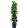 87317 dracaena fragrans dorado prumer 34 cm