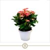 87332 anthurium prumer 30 cm