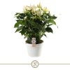 87338 anthurium white champion prumer 21 cm