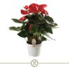 87344 anthurium red champion prumer 21 cm