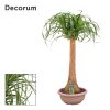 87428 beaucarnea prumer 30 cm