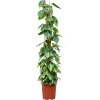 87458 philodendron scandens brasil s kokosovou vzperou 150 cm prumer 27 cm