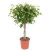 87482 ficus exotica prumer 30 cm