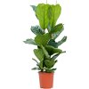 87491 ficus lyrata prumer 27 cm