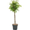 87521 ficus binnendijkii amstel king prumer 30 cm