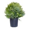 Chamaerops humilis Vulcano, průměr 40 cm