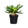 87560 aglaonema madonna prumer 27 cm