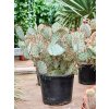 87635 opuntia macrocentra prumer 35 cm