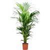 87650 howea kentia forsteriana prumer 25 cm