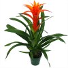 Guzmania mix, průměr 9 cm  Guzmánie