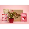 Valentýnská sada Syngonium podophyllum Pink s květináčem a substrát