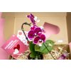 Valentýnská sada Phalaenopsis s květináčem a výživou1