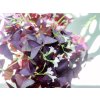 29443 1 oxalis triangularis sunny hliza 20 ks