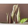 28906 1 caladium spring fling hliza