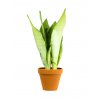 Sansevieria trifasciata Moonshine, průměr 9 cm  Sanseveria, Tchýnin jazyk, Tenura