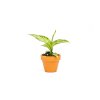 Dieffenbachia Crocodile, průměr 6 cm