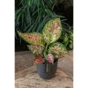 90764 1 aglaonema crimson love prumer 12 cm