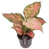90764 aglaonema crimson love prumer 12 cm