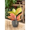 90767 1 aglaonema gala red prumer 12 cm