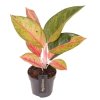 90767 aglaonema gala red prumer 12 cm
