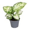 90788 aglaonema perals variegata prumer 6 cm