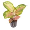 90794 1 aglaonema sakura mochi prumer 12 cm
