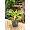 90794 aglaonema sakura mochi prumer 12 cm