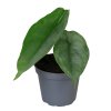 90809 alocasia dragon breath prumer 6 cm