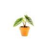 Alocasia Scalprum, průměr 6 cm