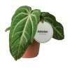 90872 anthurium villenaorum prumer 12 cm
