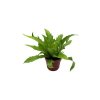 Asplenium Gioia, průměr 12 cm  Sleziník