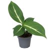 Dieffenbachia Sterling, průměr 6 cm  Difenbachie, mramornatka