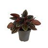 90998 peperomia caperata montevideo prumer 6 cm